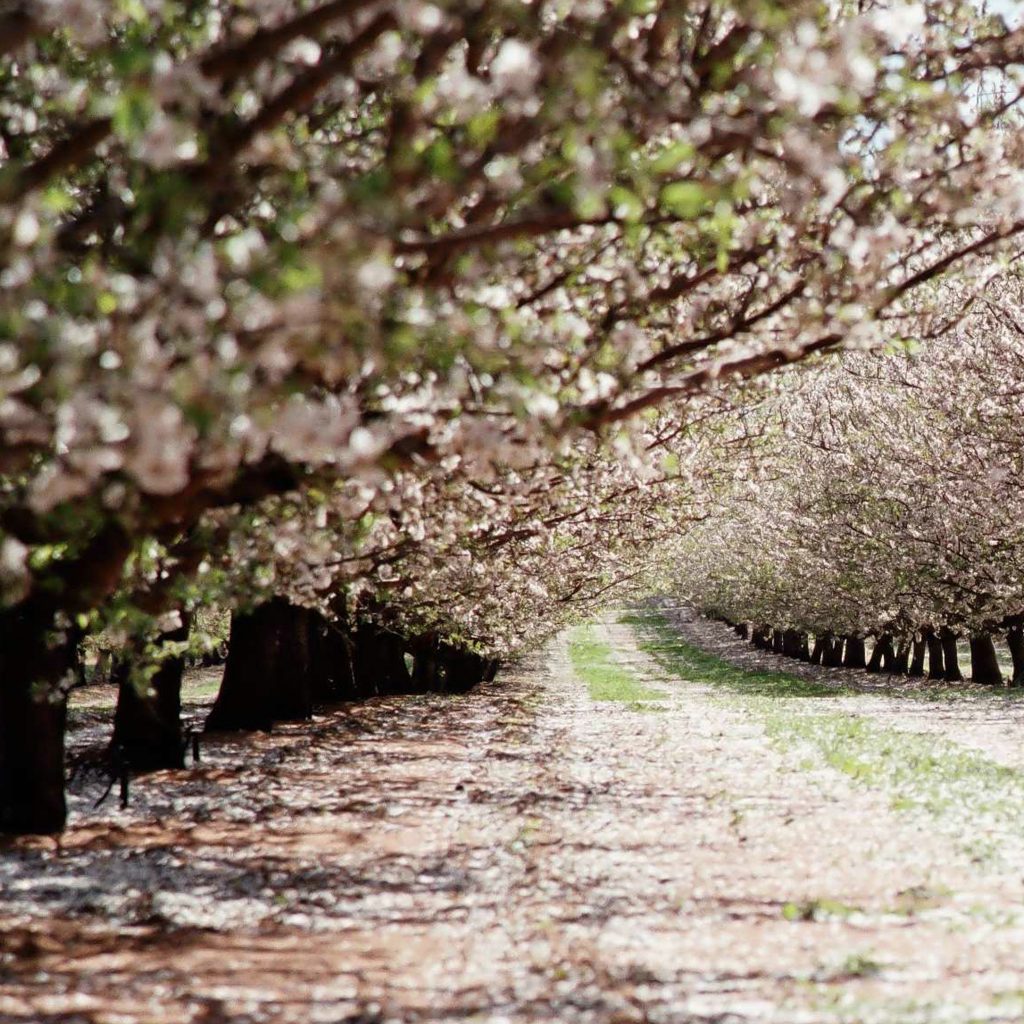 Where are nuts grown? Nuts for Life Australian Nuts for Nutrition